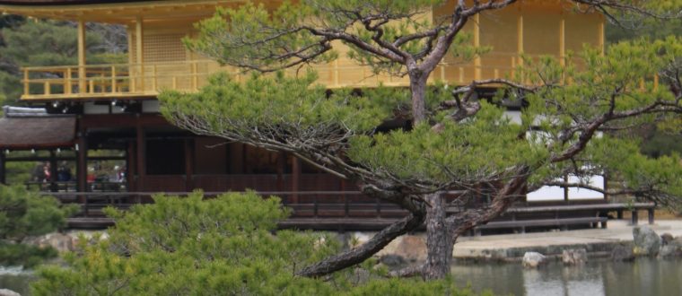 היום החמישי ביפן: קיוטו – מקדש הזהב ויער הבמבוקים